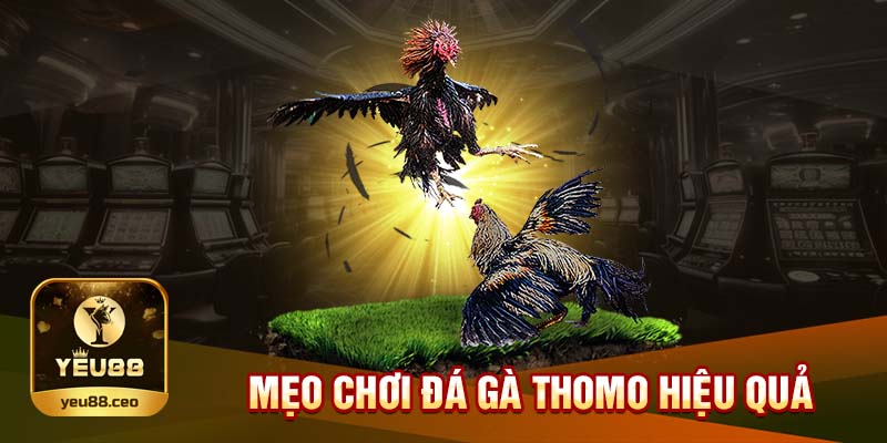 Mẹo chơi đá gà thomo tại Yeu88 hiệu quả