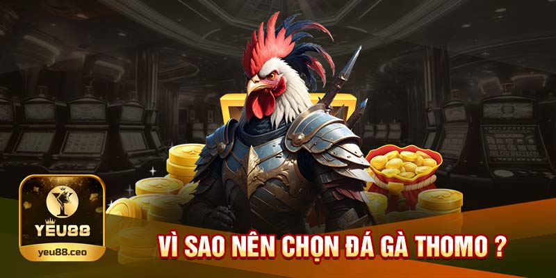 Tại sao nên tham gia đá gà thomo
